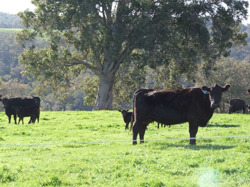 Forrest Road, Donnybrook WA 6239