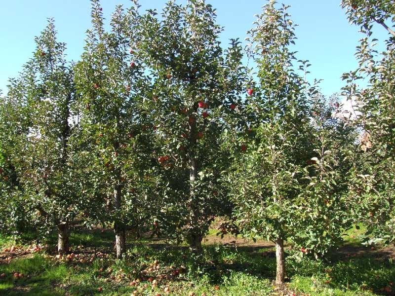 1 River Road, Donnybrook WA 6239