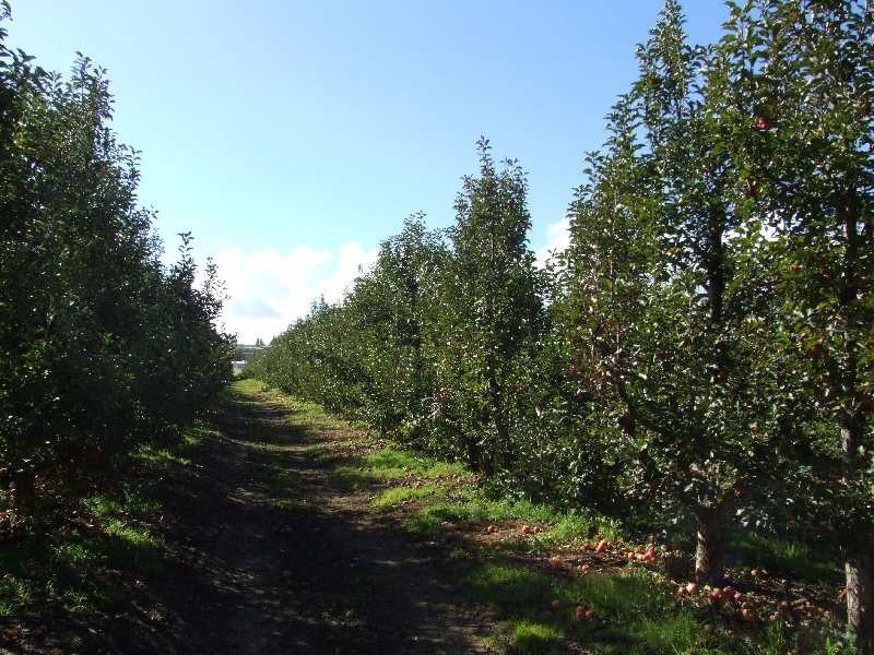 1 River Road, Donnybrook WA 6239