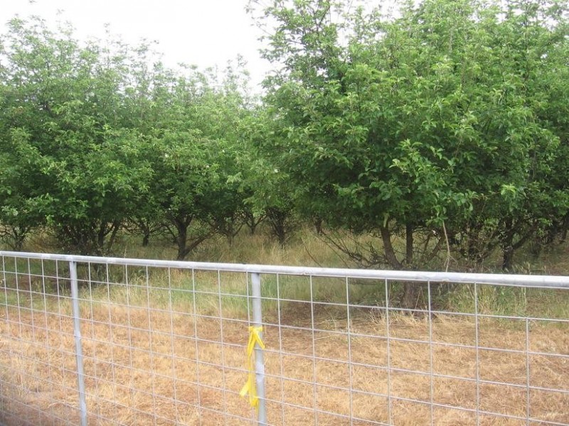 6 Carey Street, Balingup WA 6253