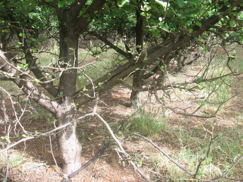 6 Carey Street, Balingup WA 6253