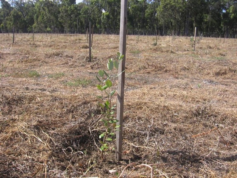 Lot 11819,  Cunningham Rd, Wilga WA 6243