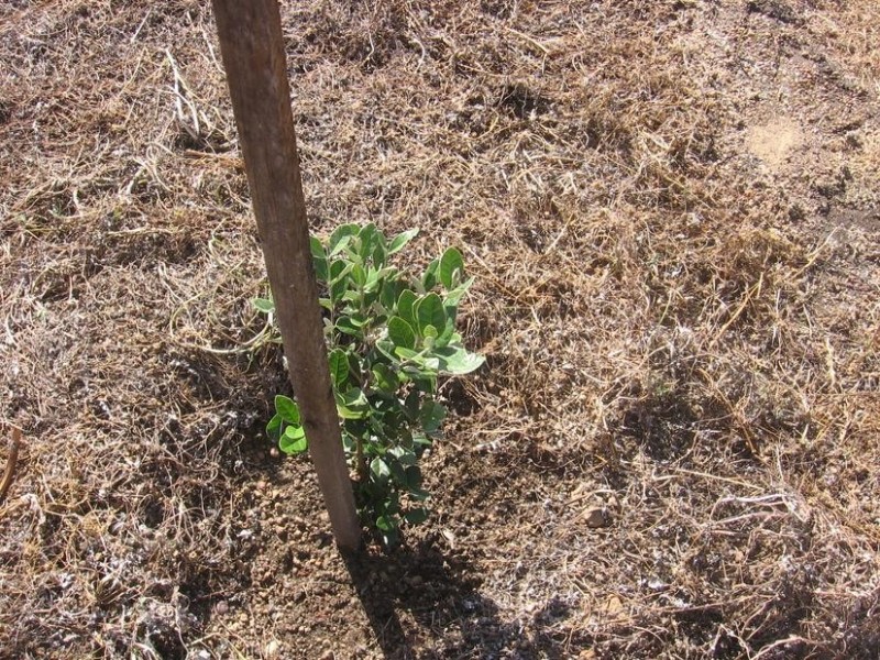 Lot 11819,  Cunningham Rd, Wilga WA 6243