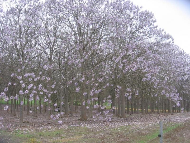 132 Lodge Rd, Boyup Brook WA 6244