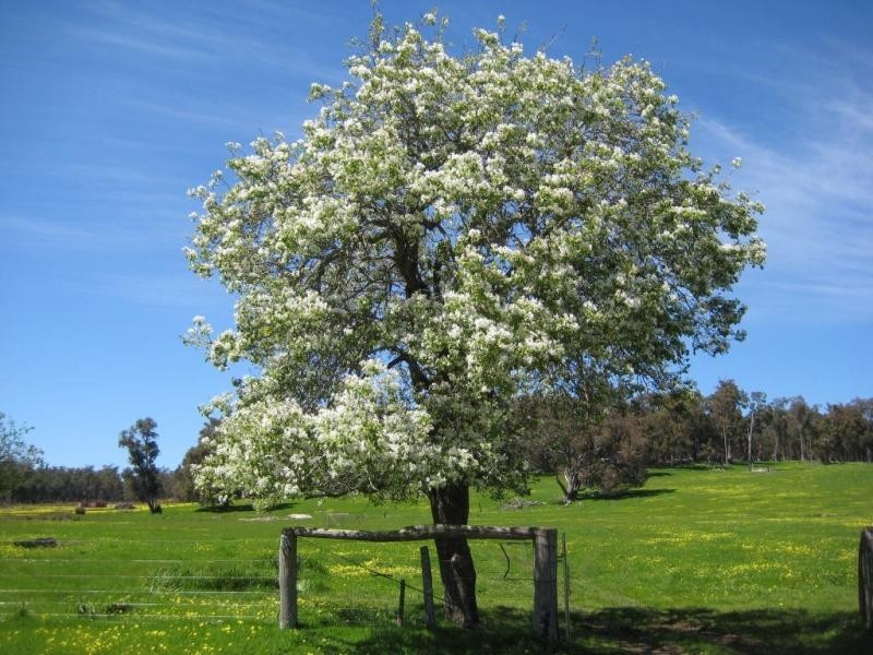 1370 Cundinup Kirup Road, Brazier WA 6251