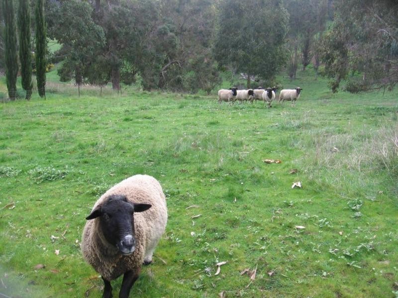 84 Bailey Heights, Balingup WA 6253