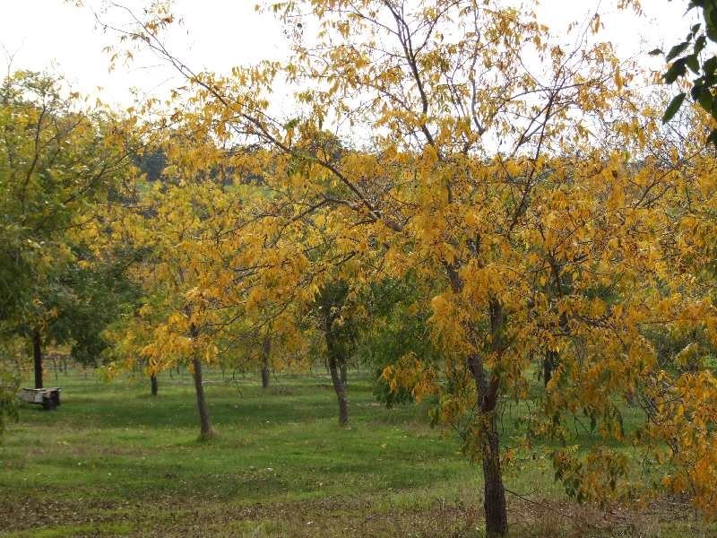 183 Wade Road, Brookhampton WA 6239