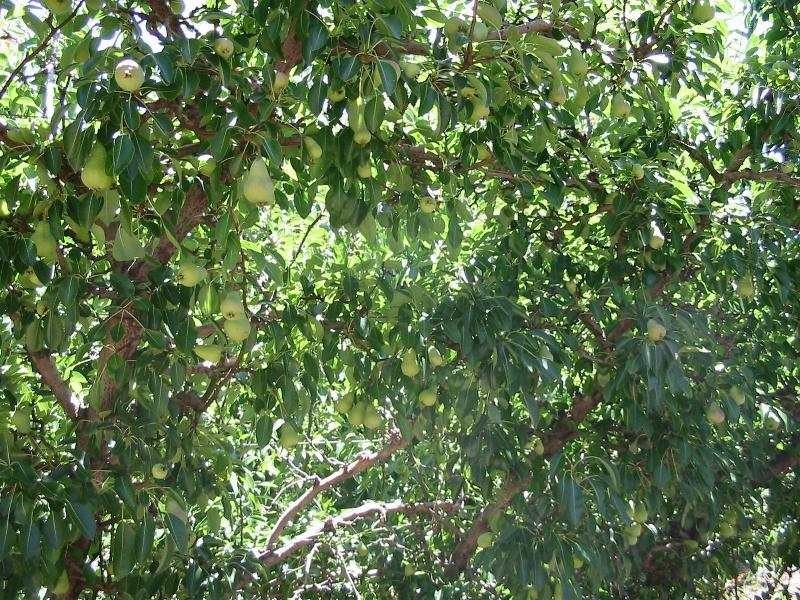 642 Hurst Rd, Argyle WA 6239