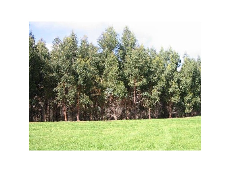 396 Thomson Brook Rd, Thomson Brook WA 6239