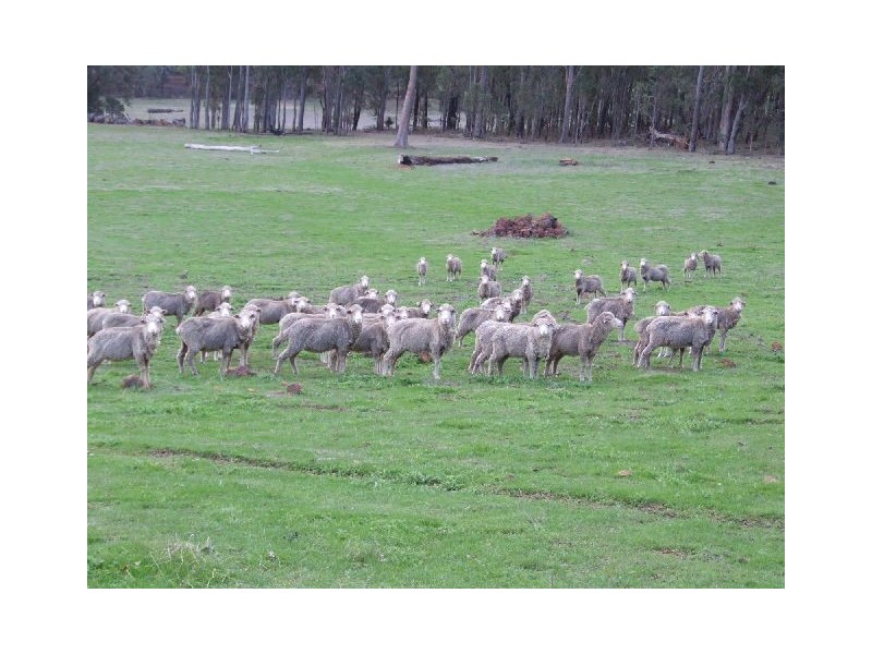 10165 Warner Street, Mullalyup WA 6252