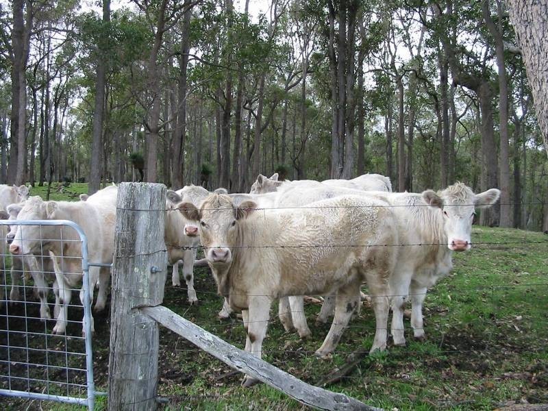 269 King Spring Road, Thomson Brook WA 6239