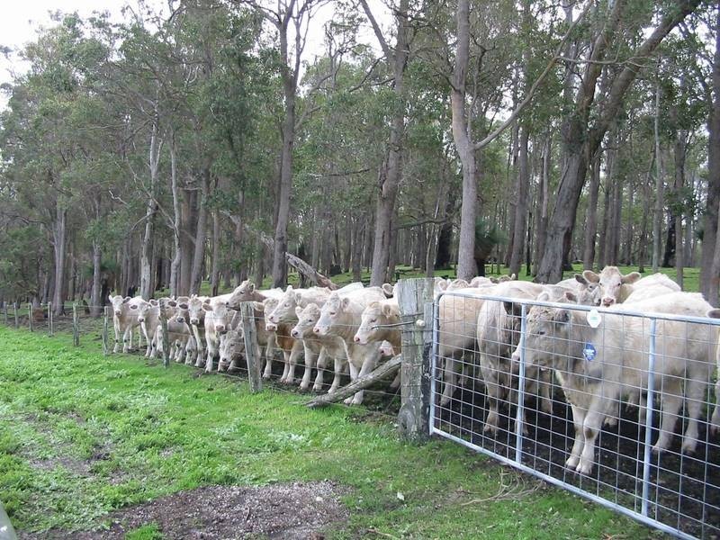 269 King Spring Road, Thomson Brook WA 6239