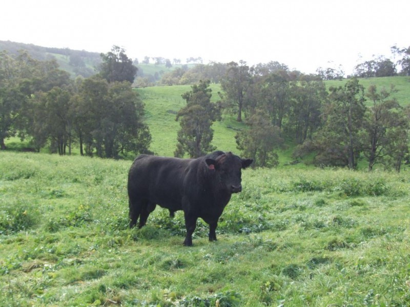 Lot 75,  Thomas Road, Newlands WA 6251