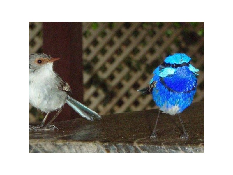 75 Old Goldfields Road, Donnybrook WA 6239