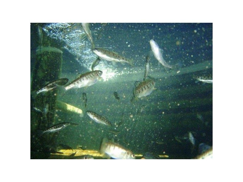 75 Old Goldfields Road, Donnybrook WA 6239