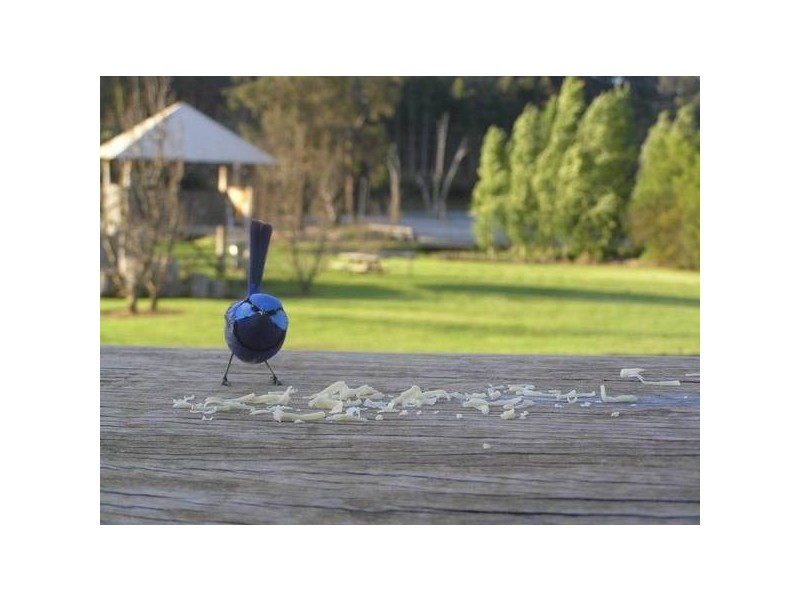 75 Old Goldfields Road, Donnybrook WA 6239