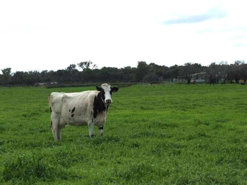 Brookdale Road, Boyanup WA 6237