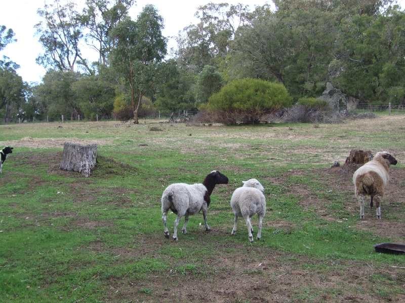 Lot 93, Chislehurst Ave, Capel WA 6271