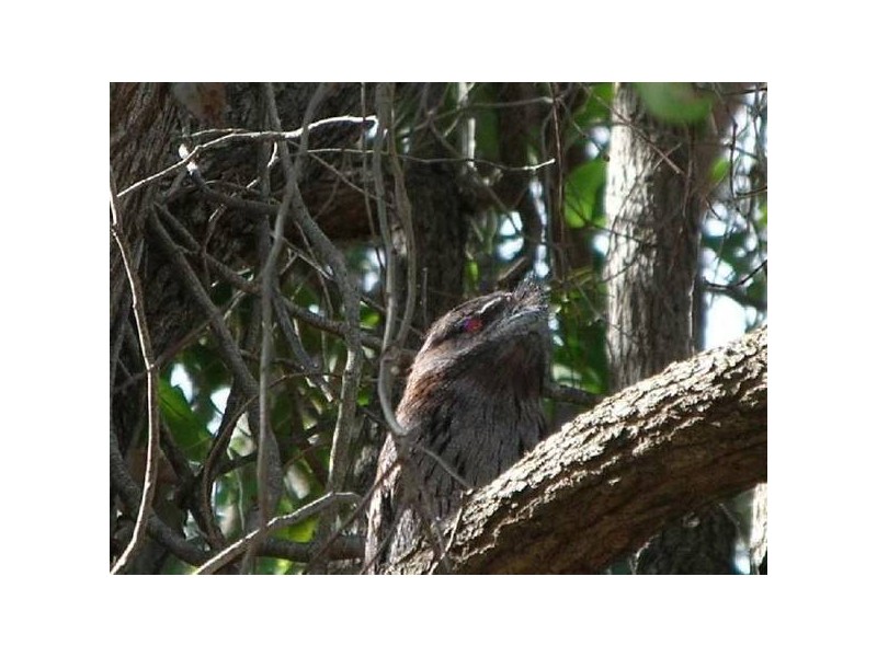 37 Hardy Place, Donnybrook WA 6239