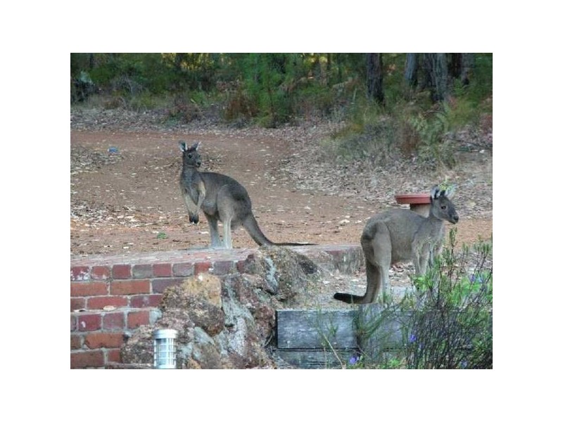 37 Hardy Place, Donnybrook WA 6239