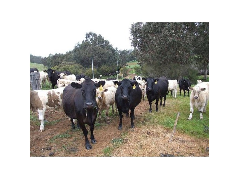 154 Thomson Brook Road, Thomson Brook WA 6239