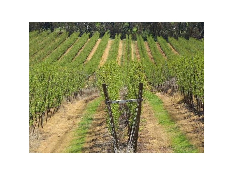 5 & 334 Airstrip, Balingup WA 6253