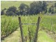 5 & 334 Airstrip, Balingup WA 6253