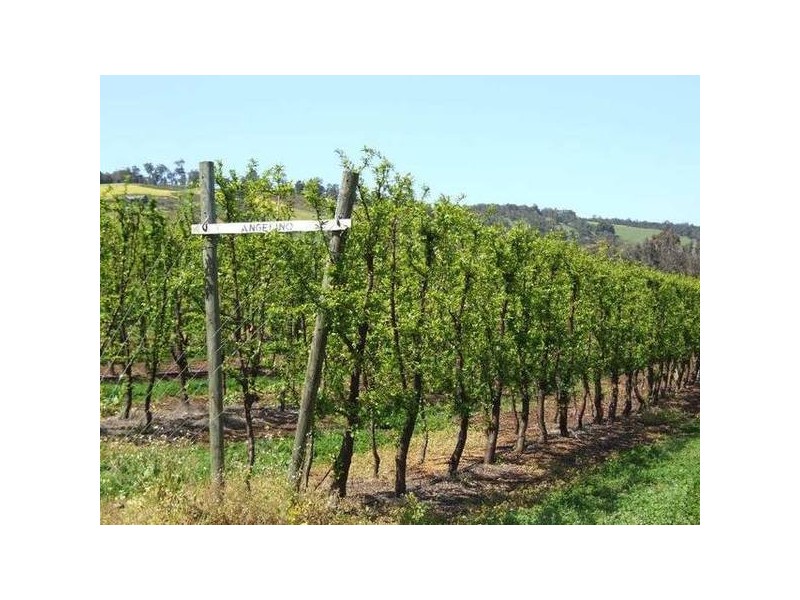 5 & 334 Airstrip, Balingup WA 6253