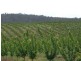 Mardawarra, Donnybrook WA 6239