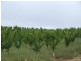 Mardawarra, Donnybrook WA 6239