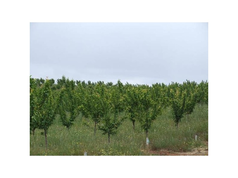 Mardawarra, Donnybrook WA 6239
