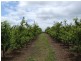 Mardawarra, Donnybrook WA 6239
