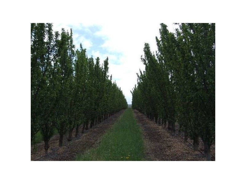 Mardawarra, Donnybrook WA 6239