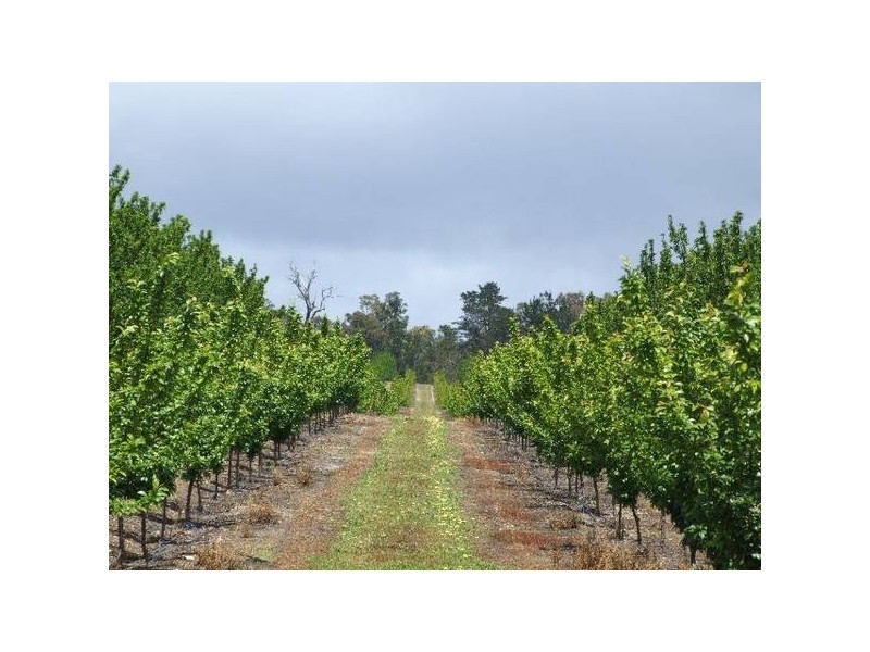 Mardawarra, Donnybrook WA 6239