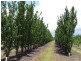Mardawarra, Donnybrook WA 6239