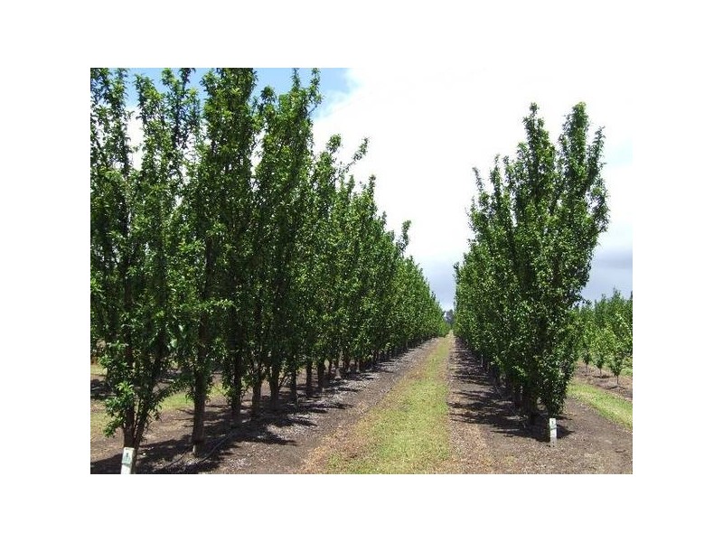 Mardawarra, Donnybrook WA 6239