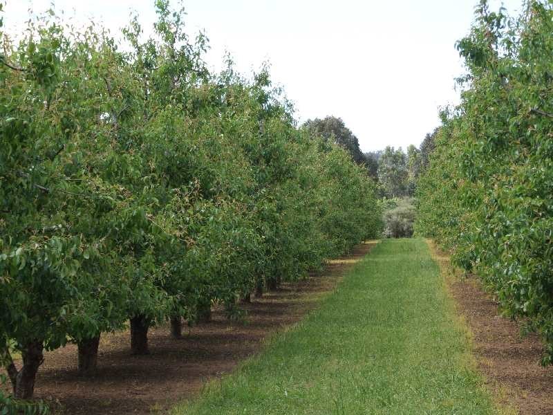 Lot 50,  Irishtown Road, Donnybrook WA 6239