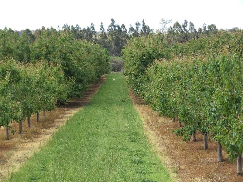 Lot 50,  Irishtown Road, Donnybrook WA 6239