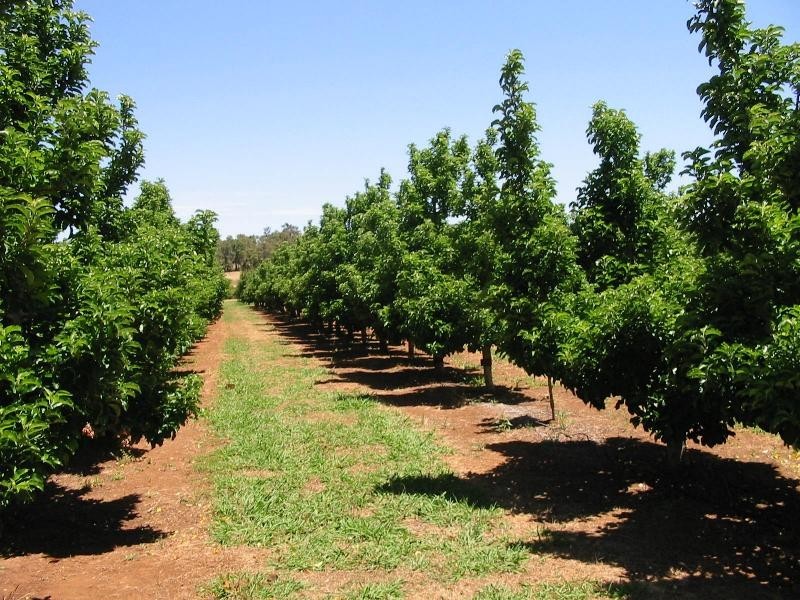 Lot 3244, Irishtown Road, Donnybrook WA 6239