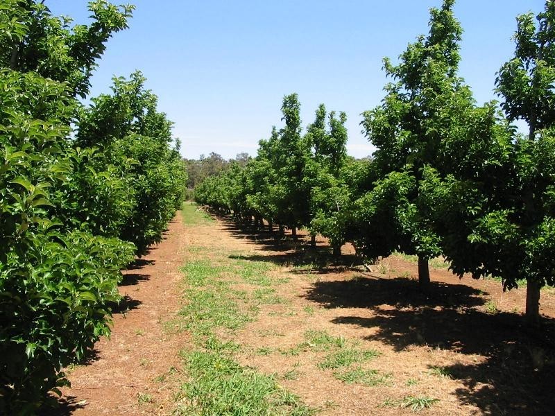 Lot 3244, Irishtown Road, Donnybrook WA 6239