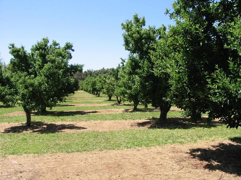 Lot 3244, Irishtown Road, Donnybrook WA 6239