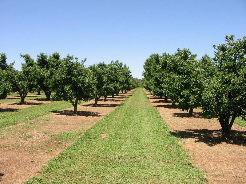 Lot 3244, Irishtown Road, Donnybrook WA 6239