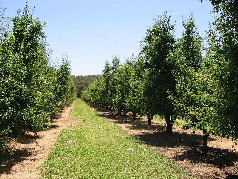 Lot 3244, Irishtown Road, Donnybrook WA 6239