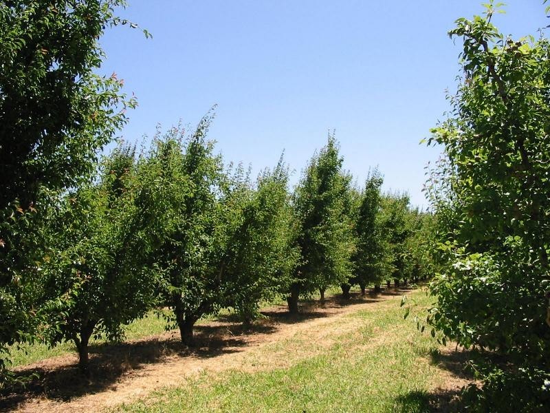 Lot 3244, Irishtown Road, Donnybrook WA 6239