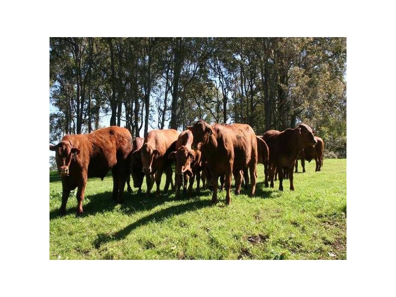 181 Wildmere Road, Donnybrook WA 6239