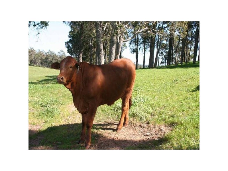 181 Wildmere Road, Donnybrook WA 6239