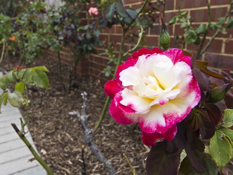 2A Diana Street, Innaloo WA 6018