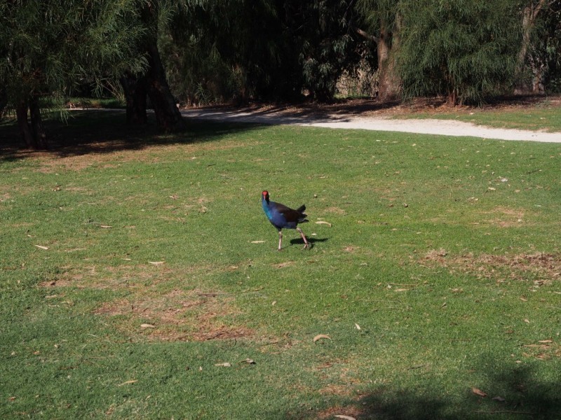 3/2 Waterway Court, Churchlands WA 6018