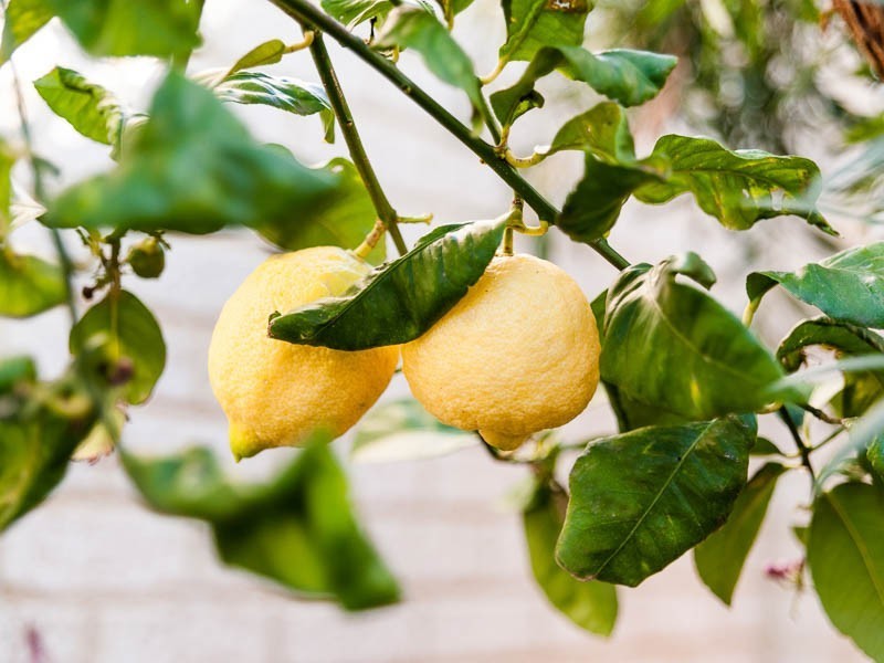 79A Pascoe Street, Karrinyup WA 6018