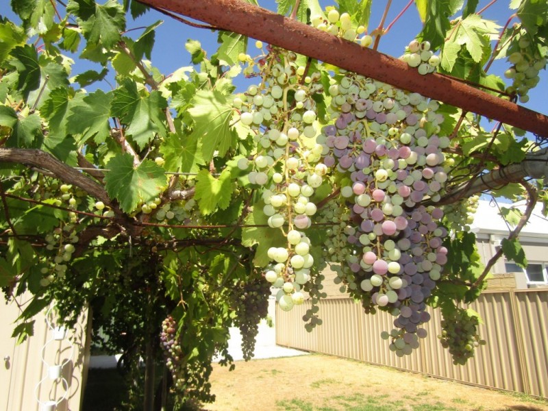 71 Toowong Street, Bayswater WA 6053